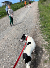 IRIS, Hund, Mischlingshund in Rumänien - Bild 11