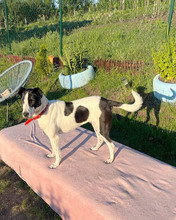 IRIS, Hund, Mischlingshund in Rumänien - Bild 3