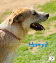 HARRY3, Hund, Mischlingshund in Spanien - Bild 2