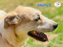 HARRY3, Hund, Mischlingshund in Spanien - Bild 5