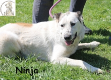 NINJA, Hund, Mischlingshund in Bosnien und Herzegowina - Bild 5