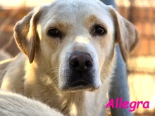 ALLEGRA, Hund, Labrador Retriever in Spanien - Bild 1