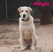 ALLEGRA, Hund, Labrador Retriever in Spanien - Bild 10