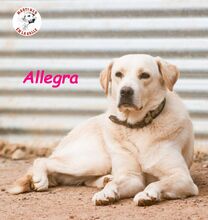 ALLEGRA, Hund, Labrador Retriever in Spanien - Bild 12