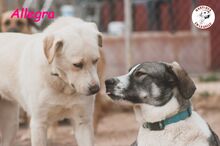 ALLEGRA, Hund, Labrador Retriever in Spanien - Bild 14