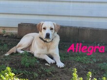 ALLEGRA, Hund, Labrador Retriever in Spanien - Bild 17