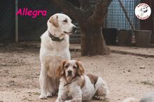 ALLEGRA, Hund, Labrador Retriever in Spanien - Bild 18