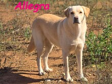 ALLEGRA, Hund, Labrador Retriever in Spanien - Bild 2