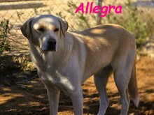 ALLEGRA, Hund, Labrador Retriever in Spanien - Bild 3