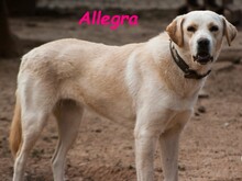 ALLEGRA, Hund, Labrador Retriever in Spanien - Bild 4