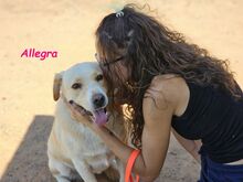 ALLEGRA, Hund, Labrador Retriever in Spanien - Bild 5