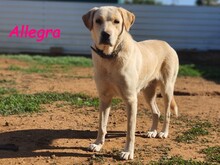 ALLEGRA, Hund, Labrador Retriever in Spanien - Bild 6