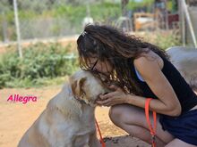 ALLEGRA, Hund, Labrador Retriever in Spanien - Bild 7