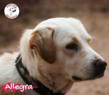 ALLEGRA, Hund, Labrador Retriever in Spanien - Bild 8