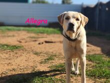 ALLEGRA, Hund, Labrador Retriever in Spanien - Bild 9