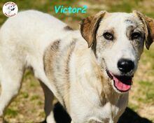 VICTOR2, Hund, Mischlingshund in Spanien - Bild 4