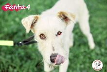 FANTA4, Hund, Podenco-Mix in Spanien - Bild 1