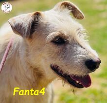 FANTA4, Hund, Podenco-Mix in Spanien - Bild 2