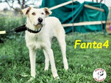 FANTA4, Hund, Podenco-Mix in Spanien - Bild 3