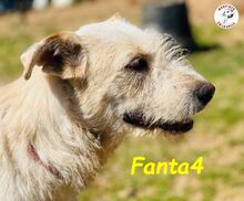 FANTA4, Hund, Podenco-Mix in Spanien - Bild 4