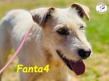 FANTA4, Hund, Podenco-Mix in Spanien - Bild 6