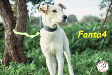 FANTA4, Hund, Podenco-Mix in Spanien - Bild 7