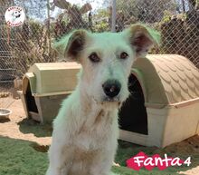 FANTA4, Hund, Podenco-Mix in Spanien - Bild 8