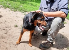 SPIKE, Hund, Mischlingshund in Ungarn - Bild 10