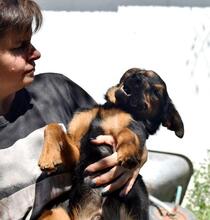 SPIKE, Hund, Mischlingshund in Ungarn - Bild 4