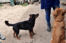 SPIKE, Hund, Mischlingshund in Ungarn - Bild 5