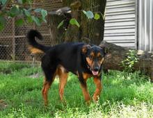 SPIKE, Hund, Mischlingshund in Ungarn - Bild 6