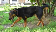 SPIKE, Hund, Mischlingshund in Ungarn - Bild 7