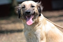 BLANCA, Hund, Mischlingshund in Ungarn - Bild 2