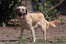 BLANCA, Hund, Mischlingshund in Ungarn - Bild 3