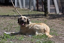 BLANCA, Hund, Mischlingshund in Ungarn - Bild 4