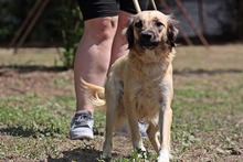 BLANCA, Hund, Mischlingshund in Ungarn - Bild 5