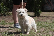 ELIOT, Hund, Mischlingshund in Ungarn - Bild 2