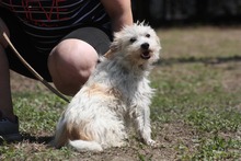 ELIOT, Hund, Mischlingshund in Ungarn - Bild 3