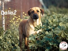 DALIA2, Hund, Mischlingshund in Spanien - Bild 1