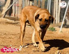 DALIA2, Hund, Mischlingshund in Spanien - Bild 2