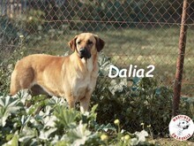 DALIA2, Hund, Mischlingshund in Spanien - Bild 4