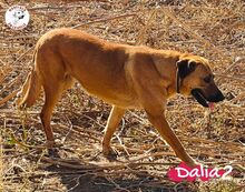 DALIA2, Hund, Mischlingshund in Spanien - Bild 5