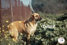 DALIA2, Hund, Mischlingshund in Spanien - Bild 7