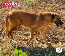 DALIA2, Hund, Mischlingshund in Spanien - Bild 8