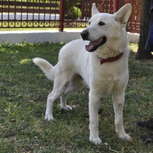 WHITE, Hund, Amerikanisch-Canadischer Weißer Schäferhund in Griechenland
