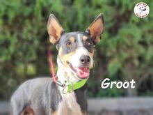 GROOT, Hund, Podenco in Spanien - Bild 1