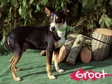 GROOT, Hund, Podenco in Spanien - Bild 4