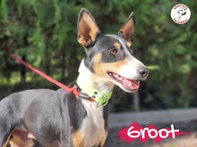 GROOT, Hund, Podenco in Spanien - Bild 5