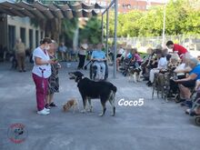 COCO5, Hund, Mischlingshund in Spanien - Bild 7