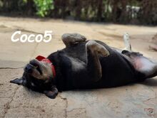 COCO5, Hund, Mischlingshund in Spanien - Bild 9